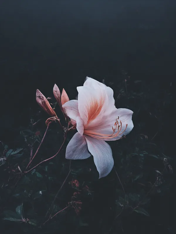 Soft pink-white flower in bloom against a dark, moody background with a few unopened buds on the stem.